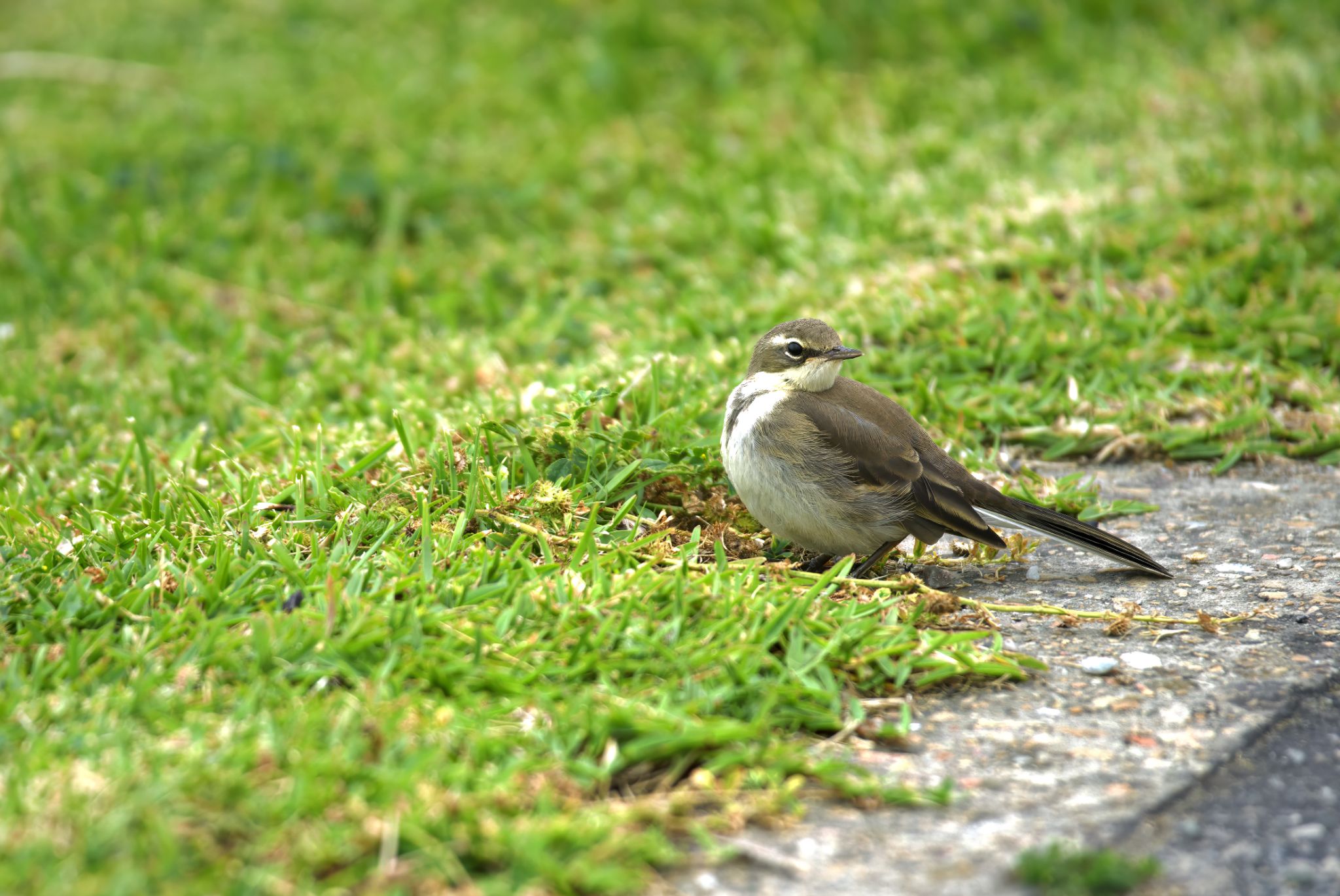 Knysna: Kapstelze (Motacilla capensis)